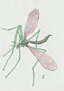 marsh-crane-fly-2025